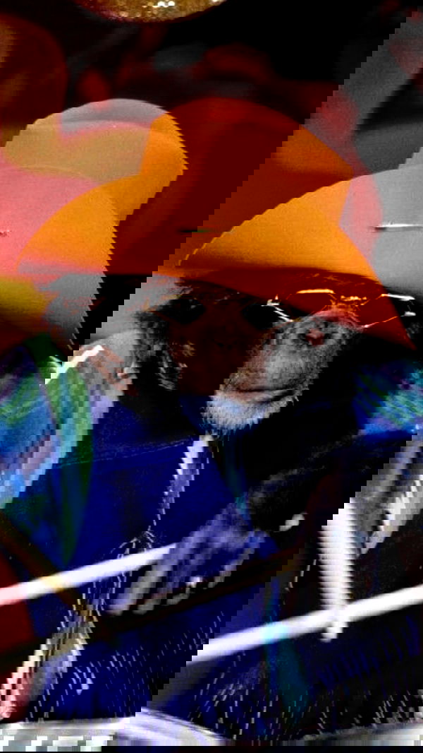 efrat_elmalich image ~ Altpins