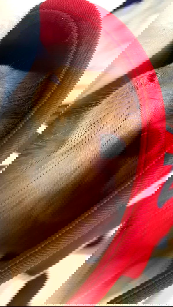 efrat_elmalich image ~ Altpins