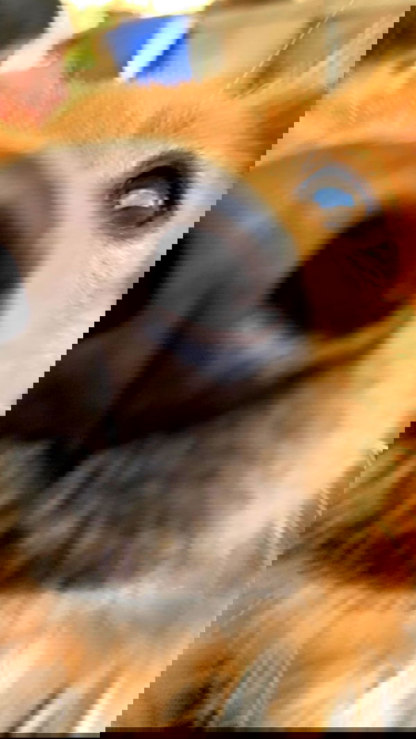 efrat_elmalich image ~ Altpins