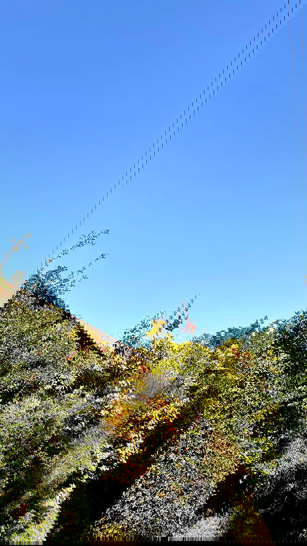 efrat_elmalich image ~ Altpins