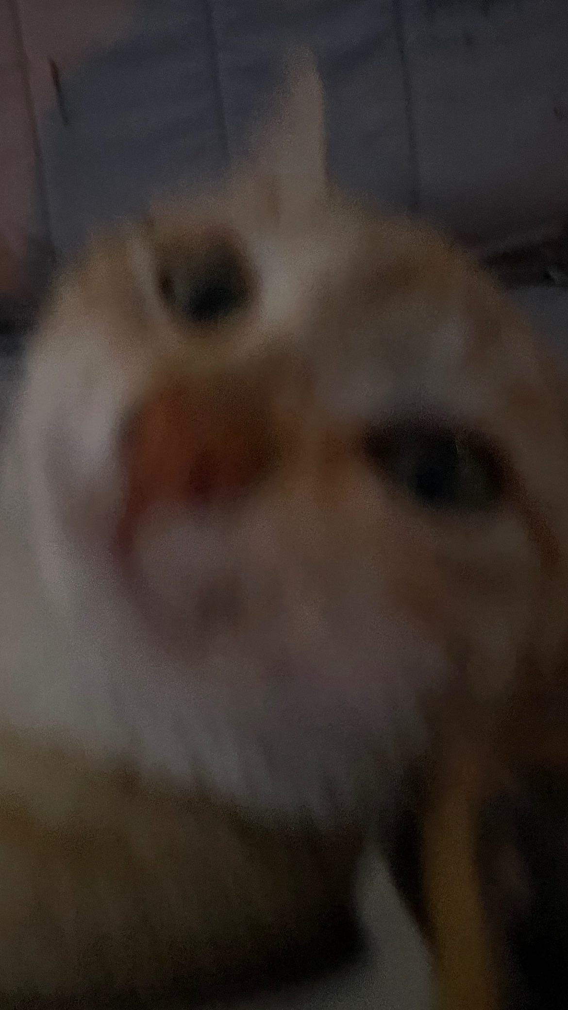 efrat_elmalich instagram image archive image