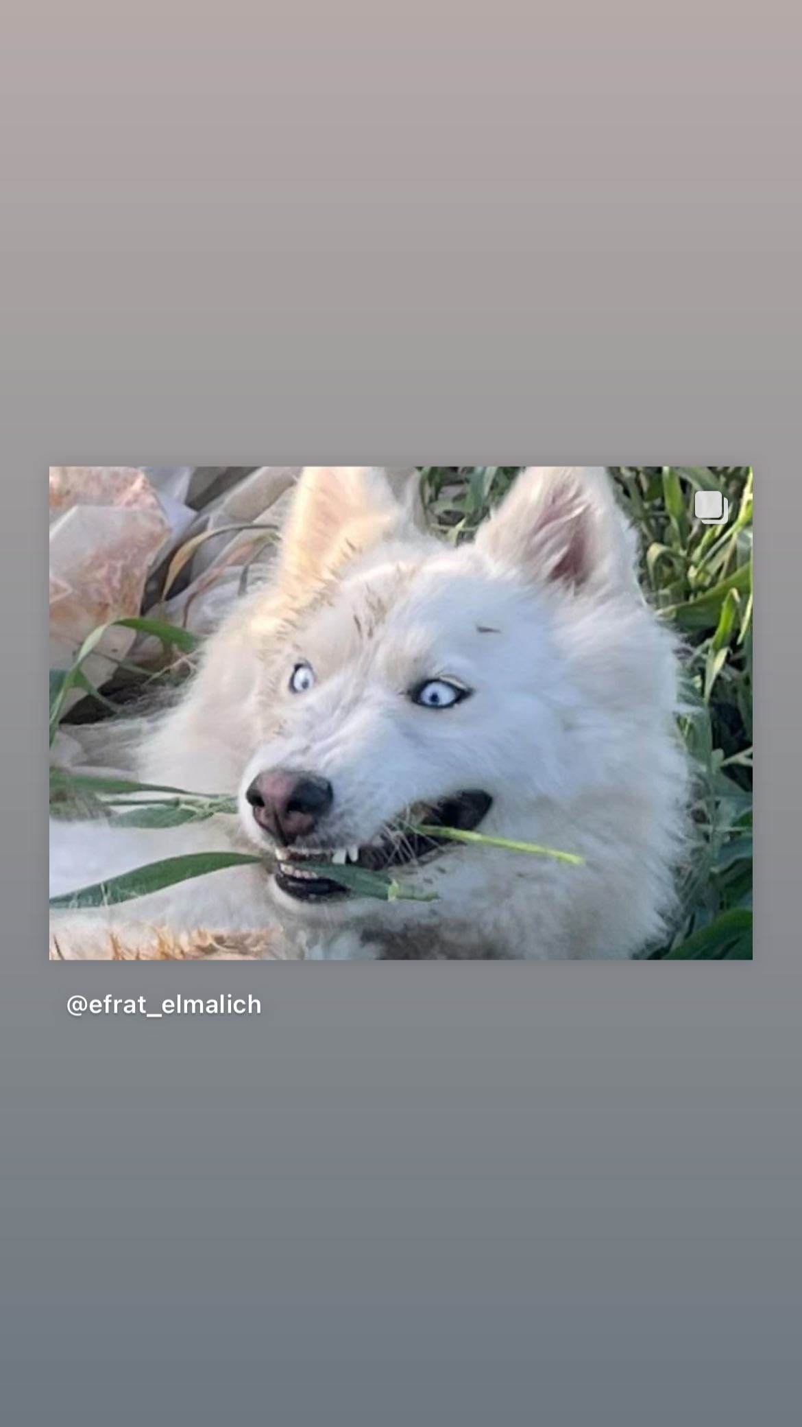 efrat_elmalich instagram image archive image