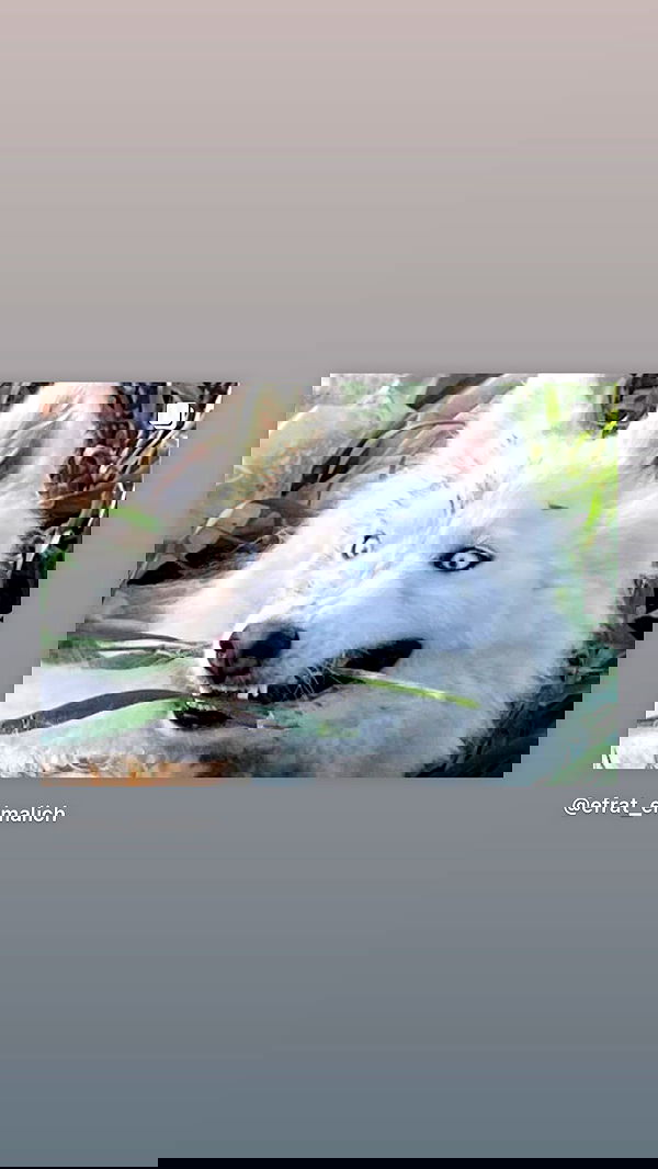 efrat_elmalich image ~ Altpins