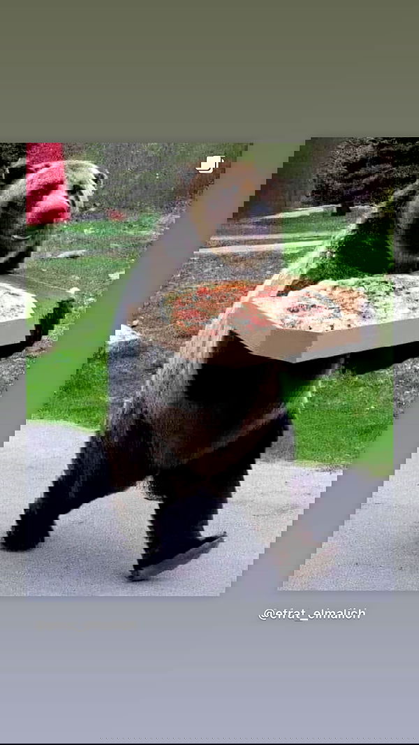 efrat_elmalich image ~ Altpins