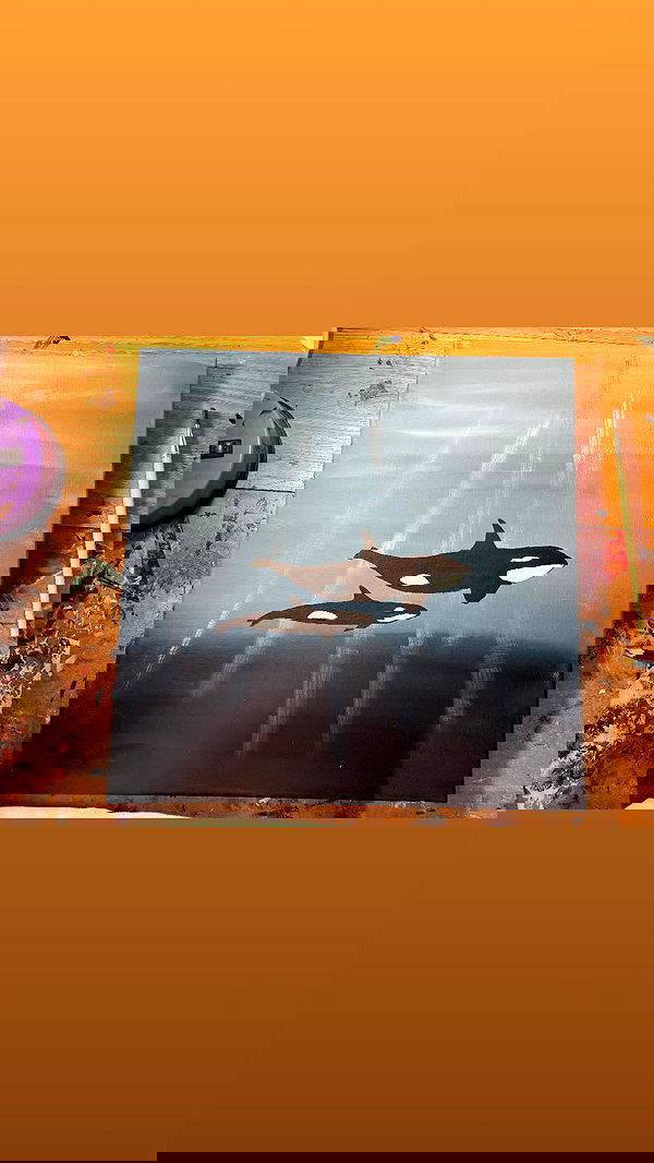 efrat_elmalich image ~ Altpins