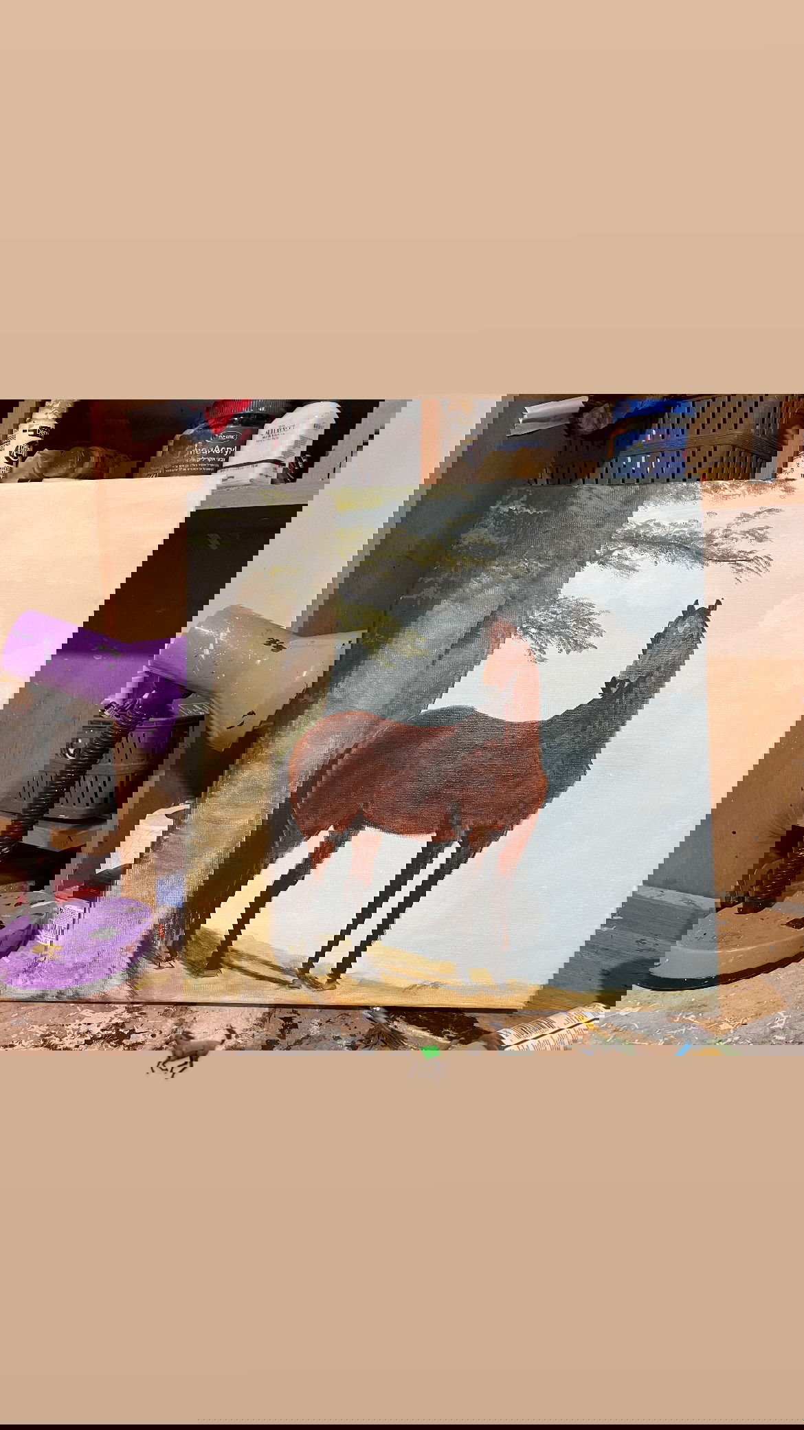 efrat_elmalich instagram image archive image