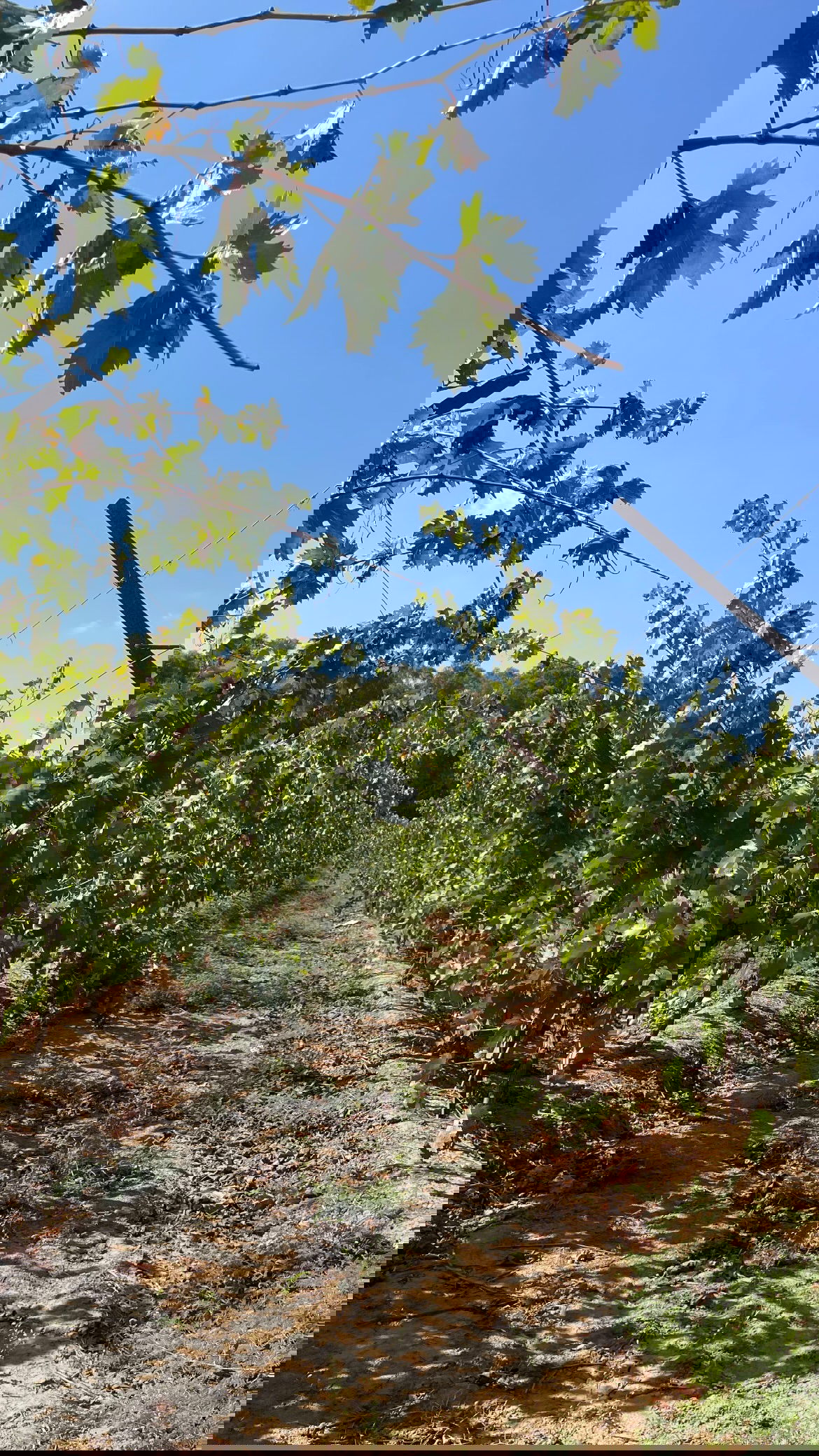 efrat_elmalich instagram image archive image