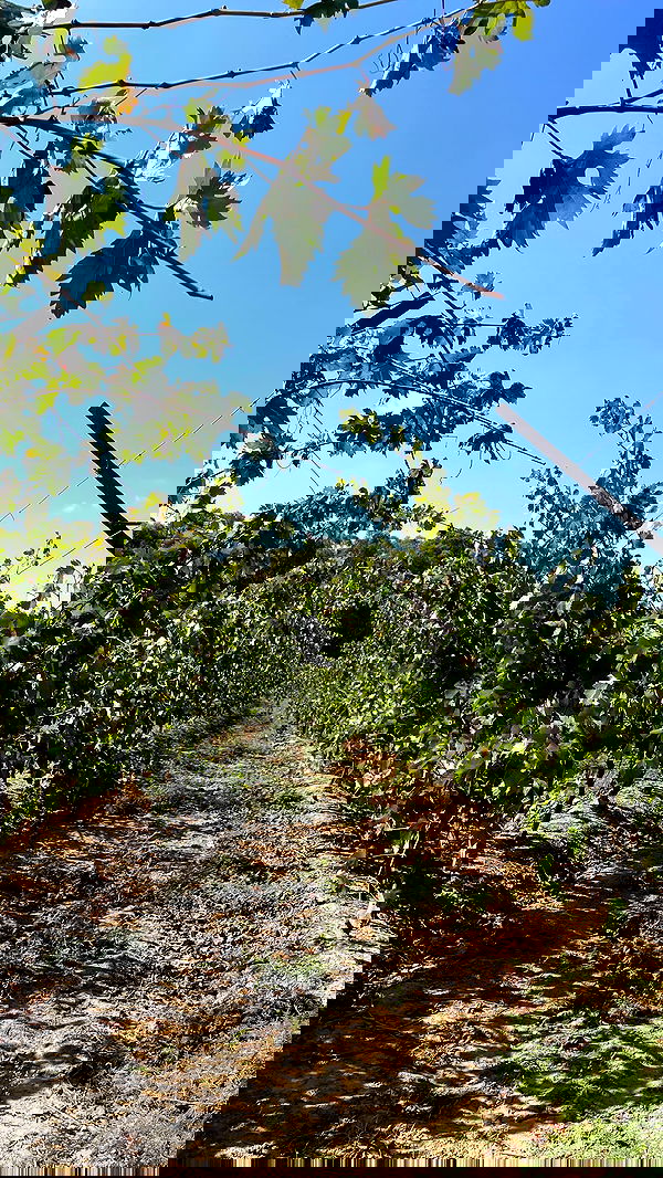 efrat_elmalich image ~ Altpins