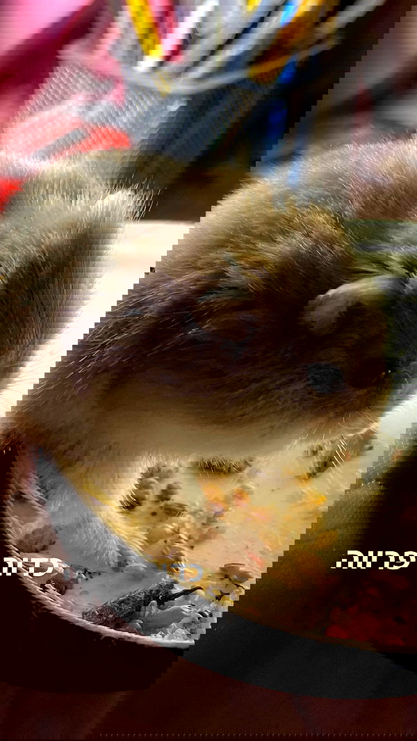 efrat_elmalich image ~ Altpins