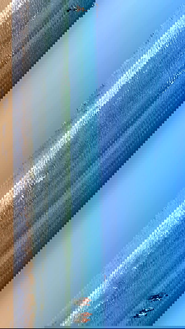 efrat_elmalich image ~ Altpins