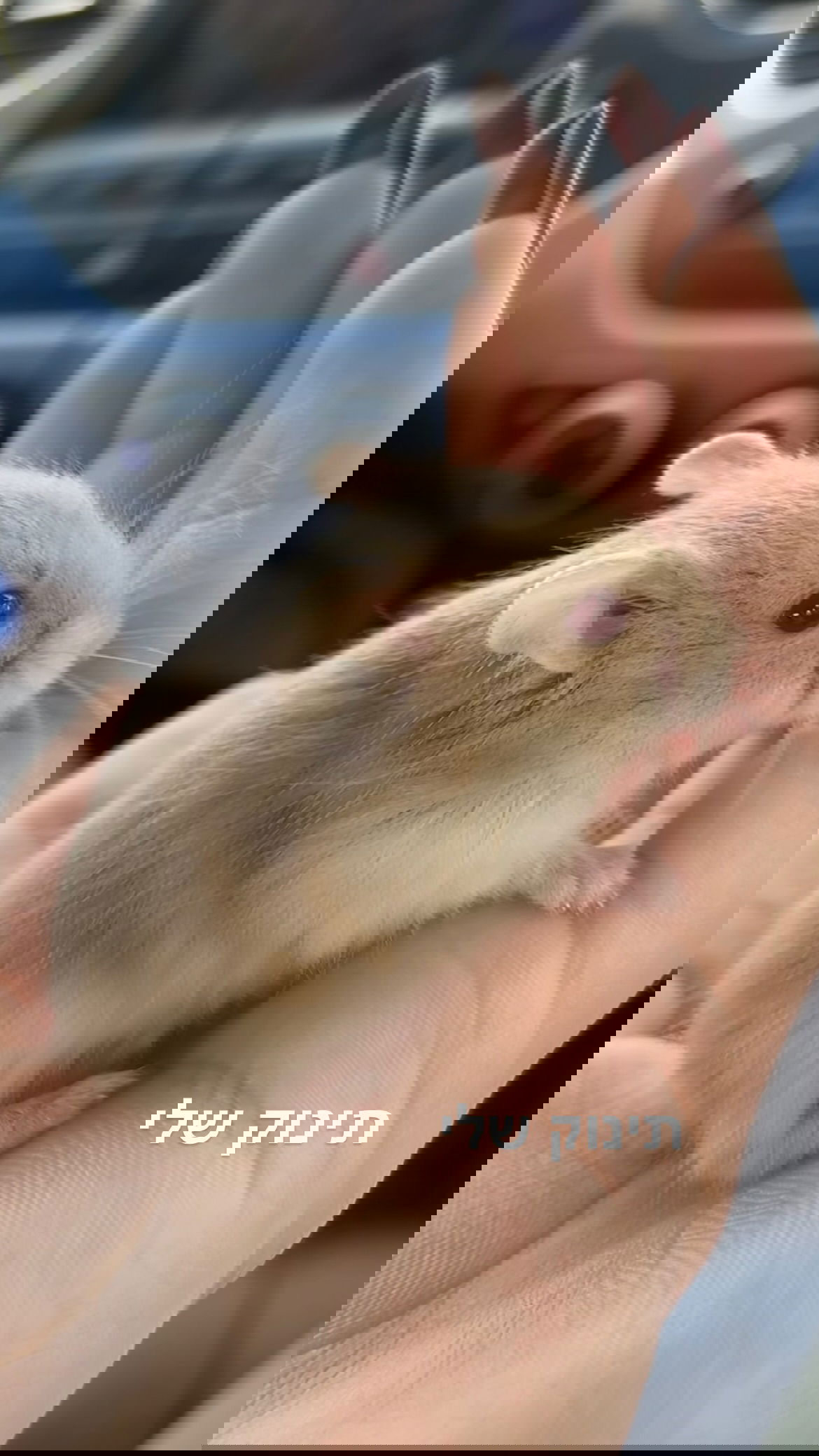 efrat_elmalich instagram image archive image