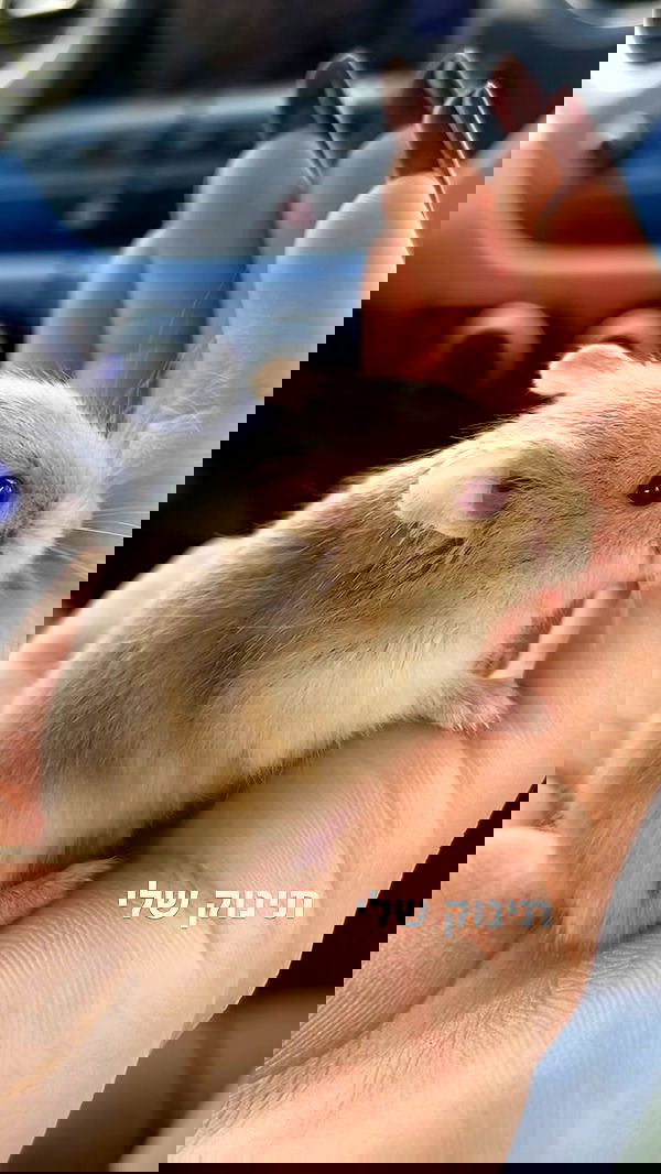 efrat_elmalich image ~ Altpins