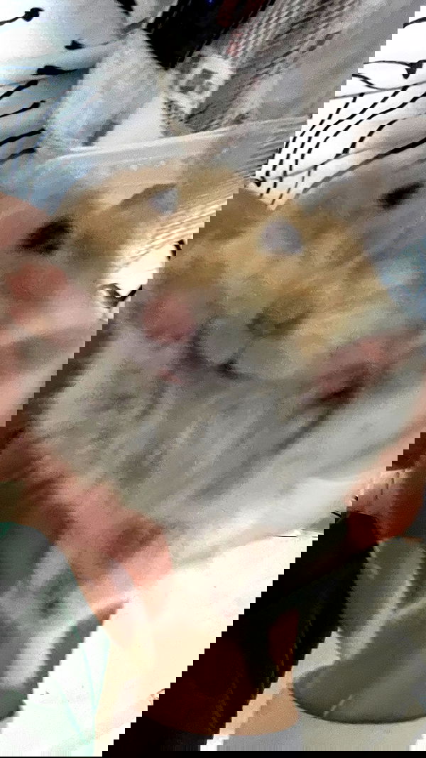 efrat_elmalich image ~ Altpins