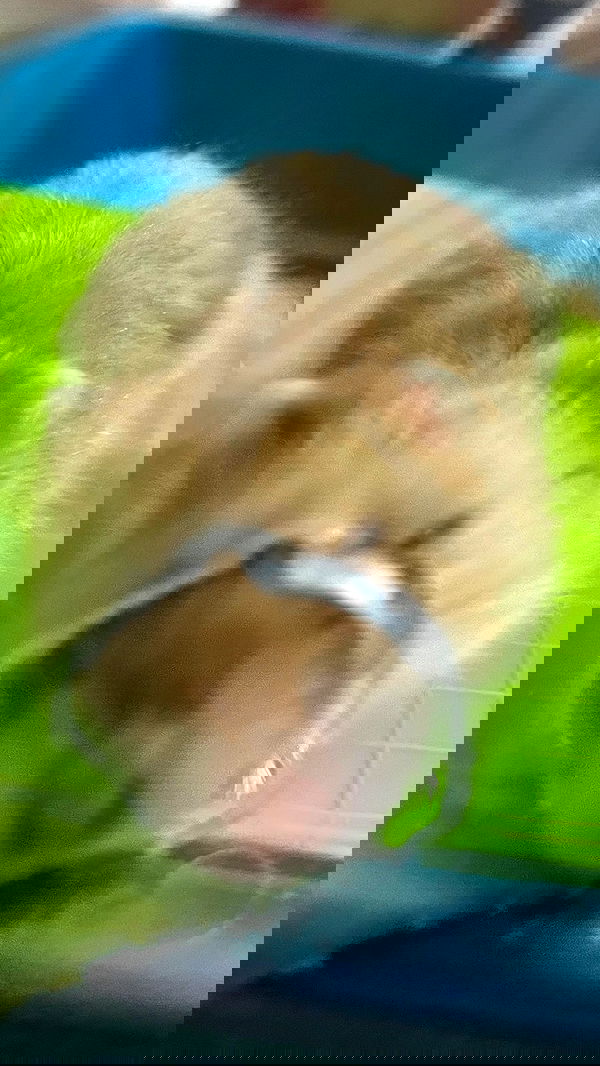 efrat_elmalich image ~ Altpins