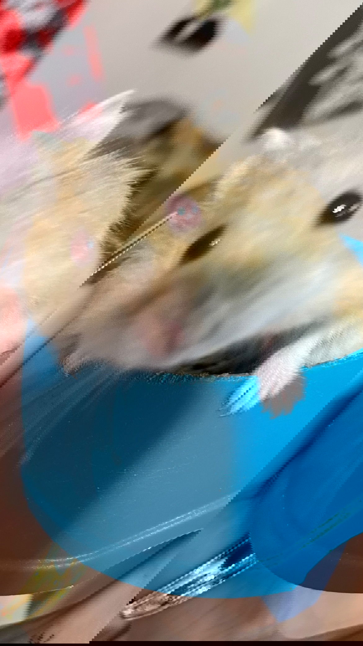 efrat_elmalich instagram image archive image