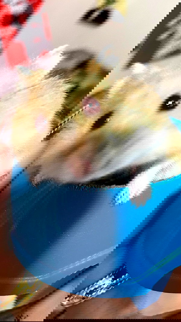 efrat_elmalich image ~ Altpins