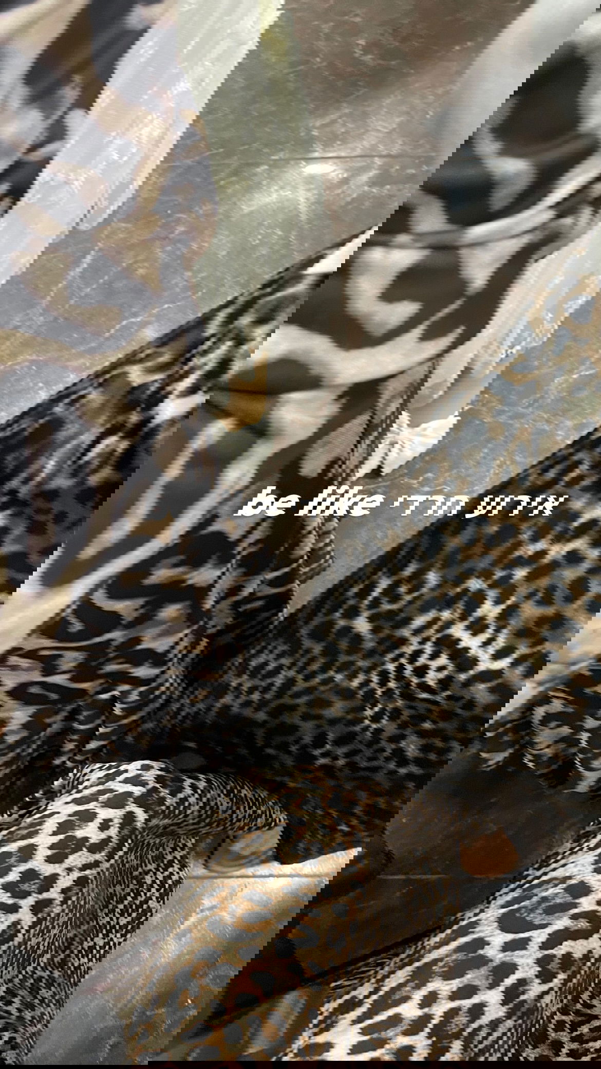 efrat_elmalich instagram image archive image