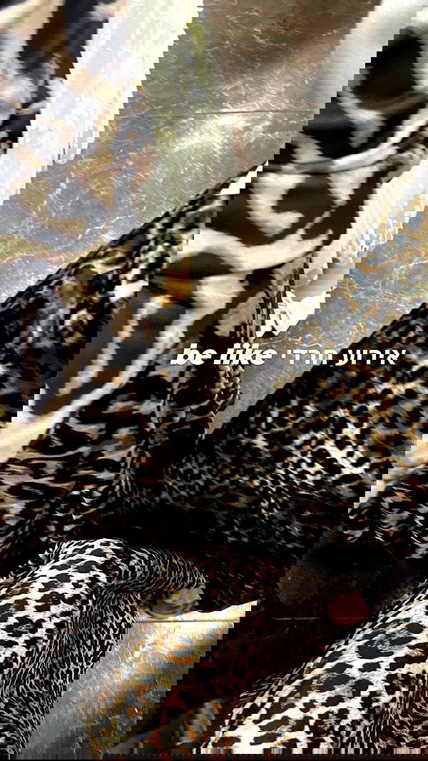 efrat_elmalich image ~ Altpins