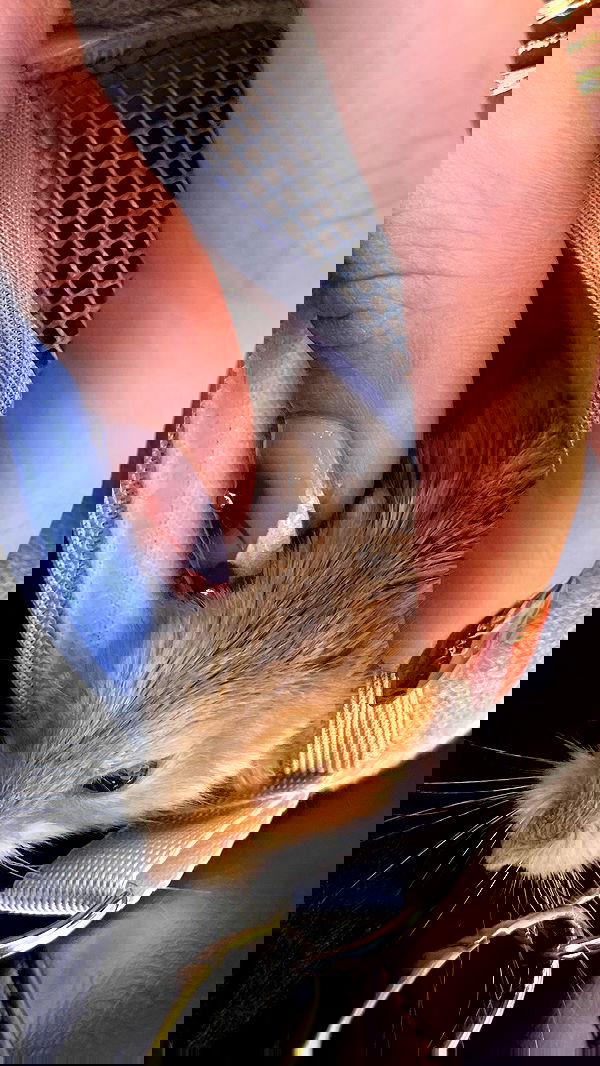 efrat_elmalich image ~ Altpins