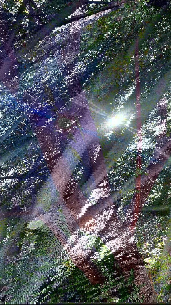 efrat_elmalich image ~ Altpins