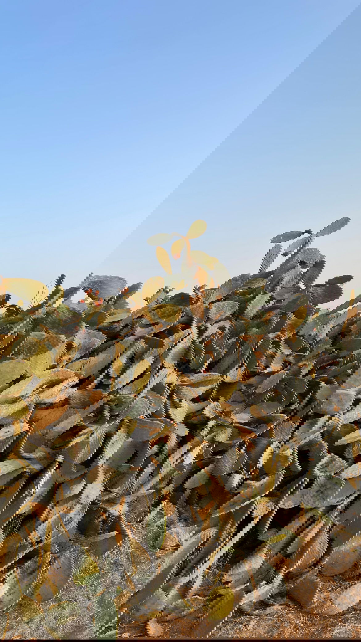 efrat_elmalich instagram image archive image