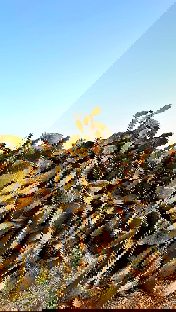 efrat_elmalich image ~ Altpins