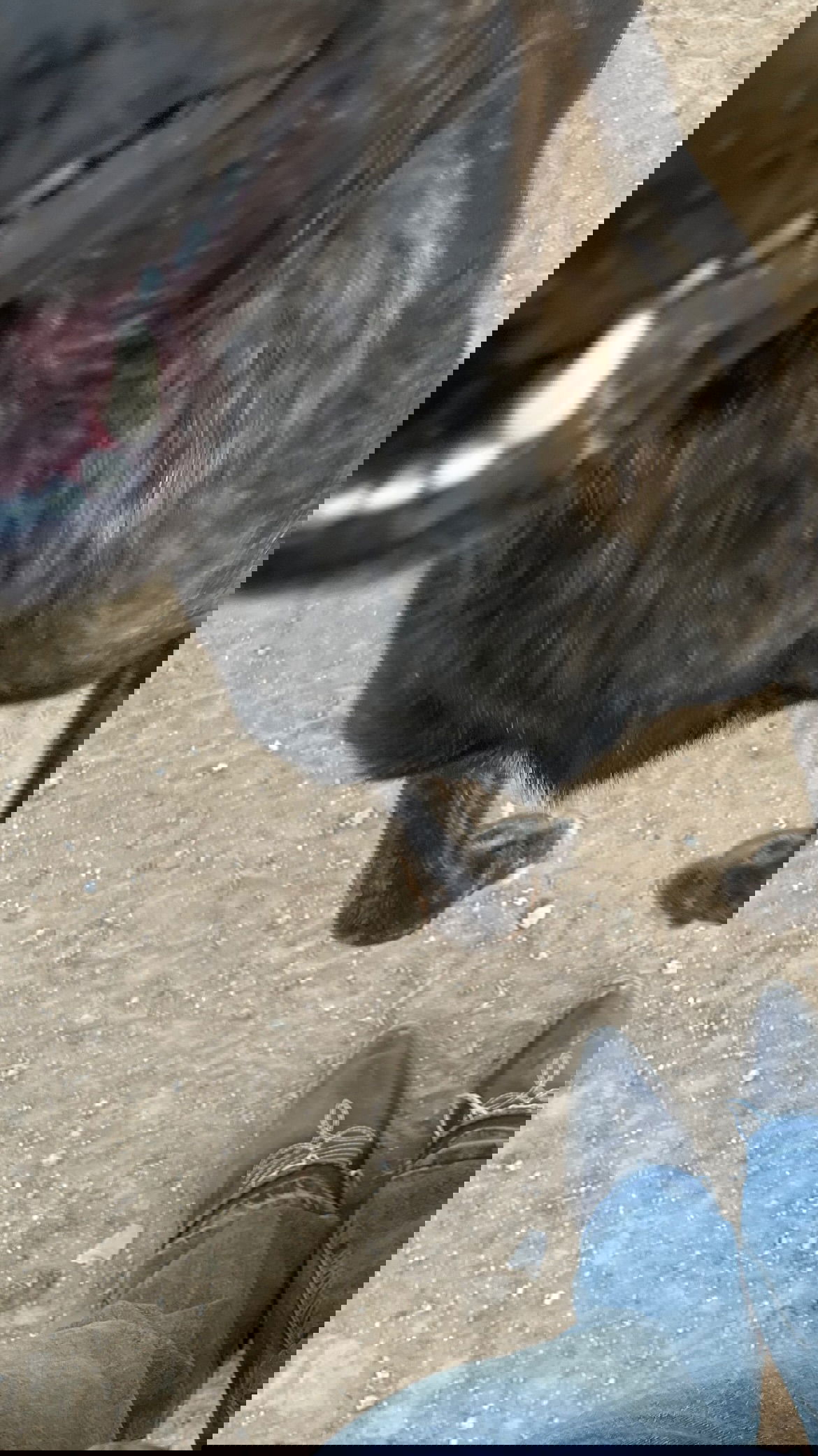 efrat_elmalich instagram image archive image