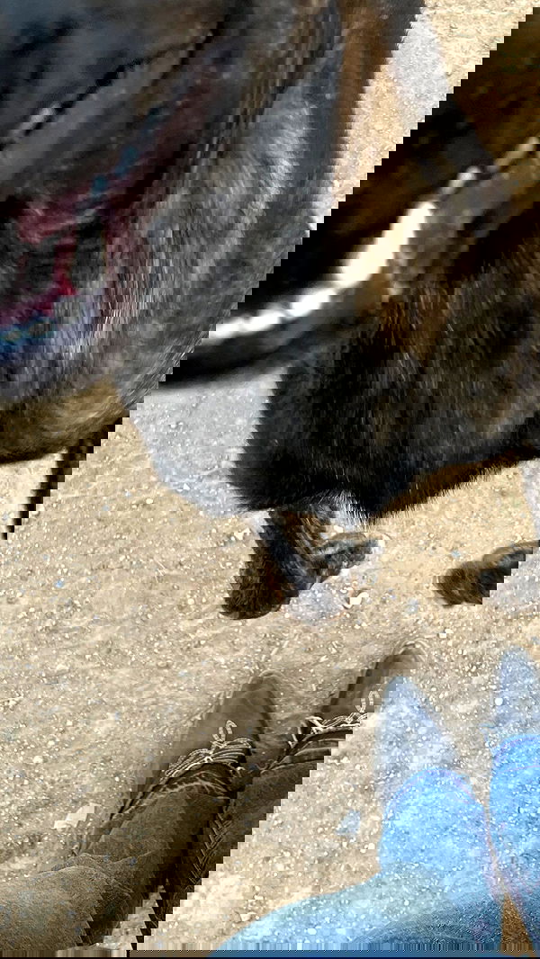 efrat_elmalich image ~ Altpins