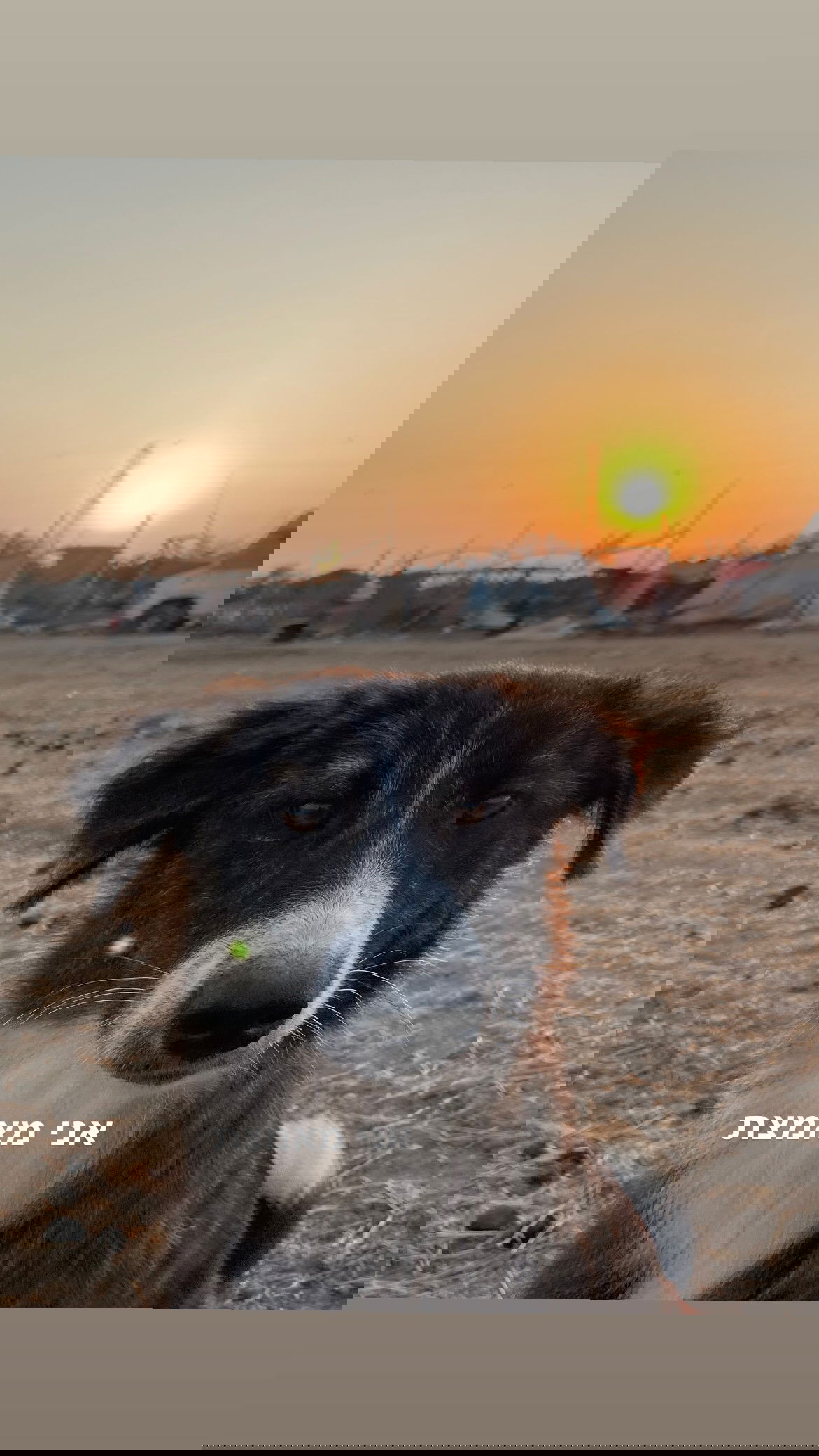 efrat_elmalich instagram image archive image