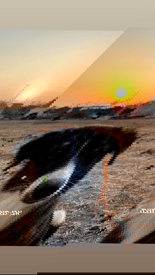 efrat_elmalich image ~ Altpins