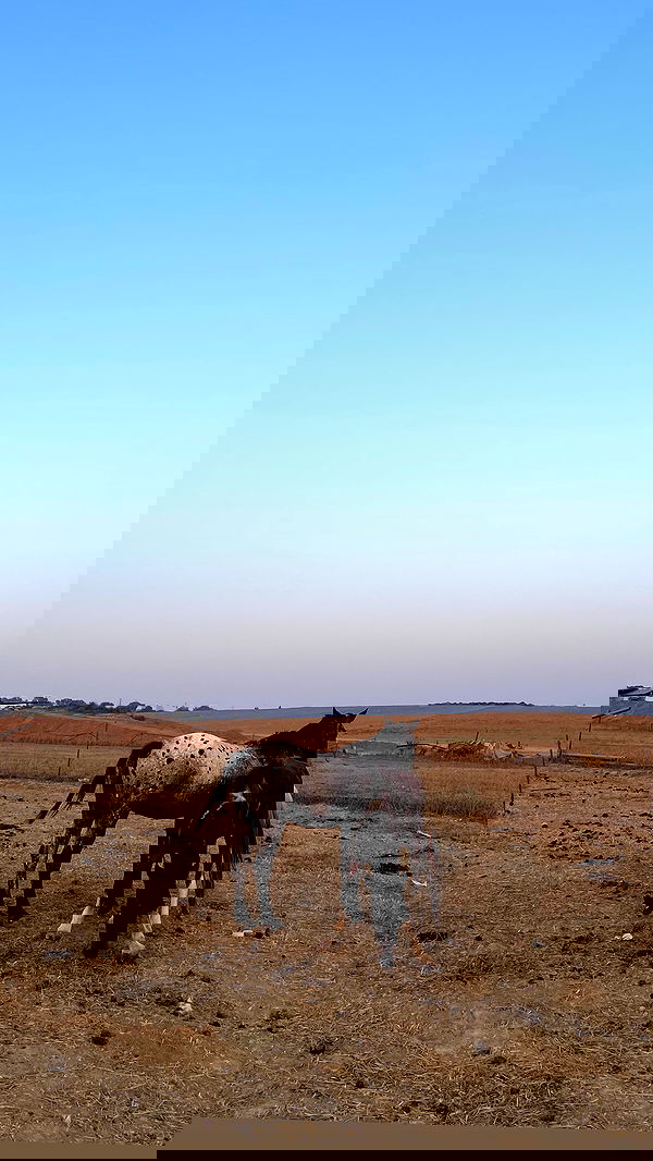 efrat_elmalich image ~ Altpins