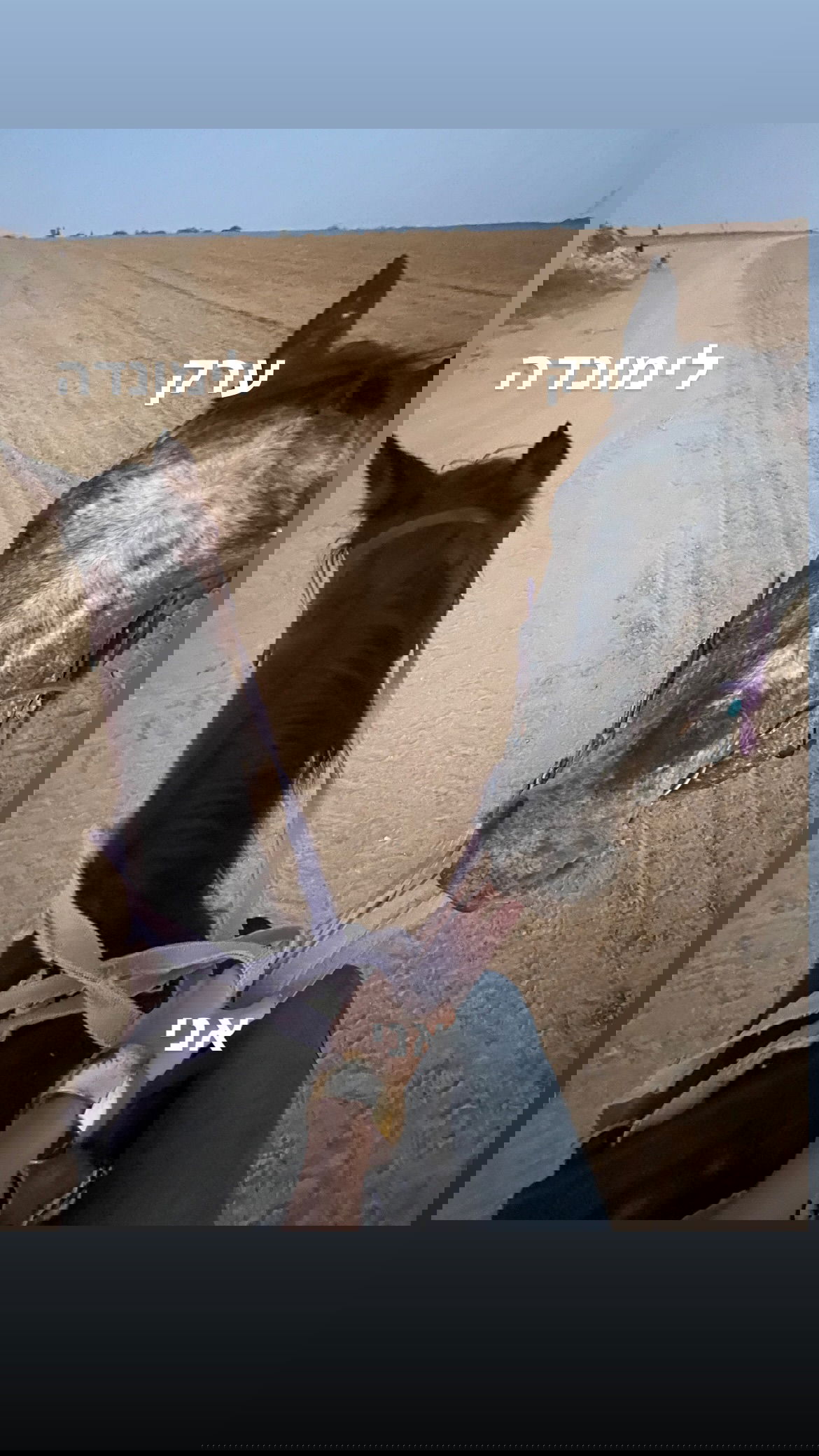 efrat_elmalich instagram image archive image