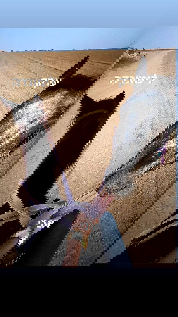 efrat_elmalich image ~ Altpins