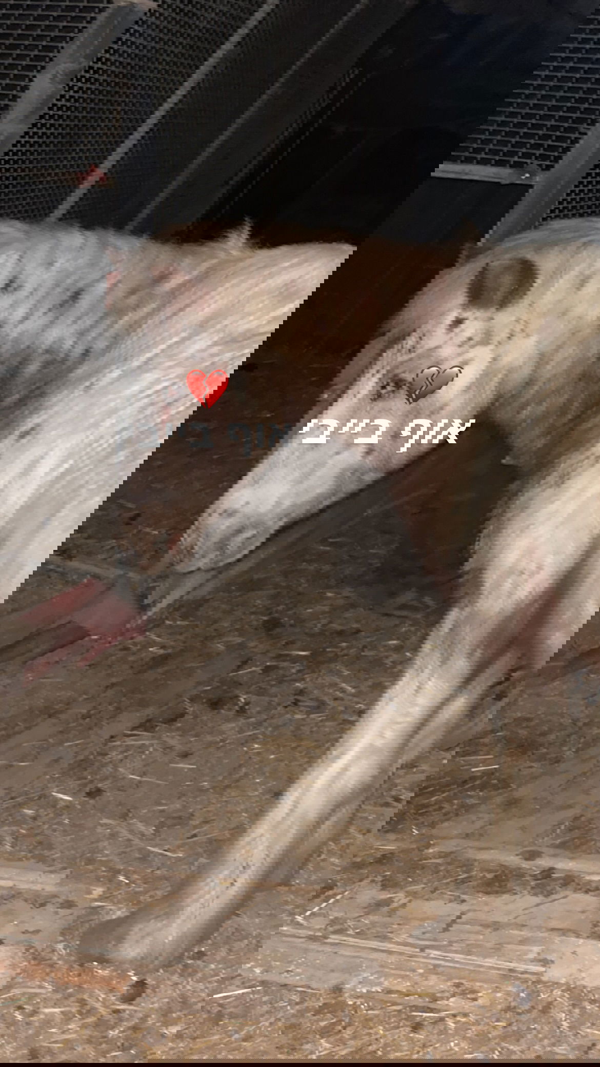 efrat_elmalich instagram image archive image