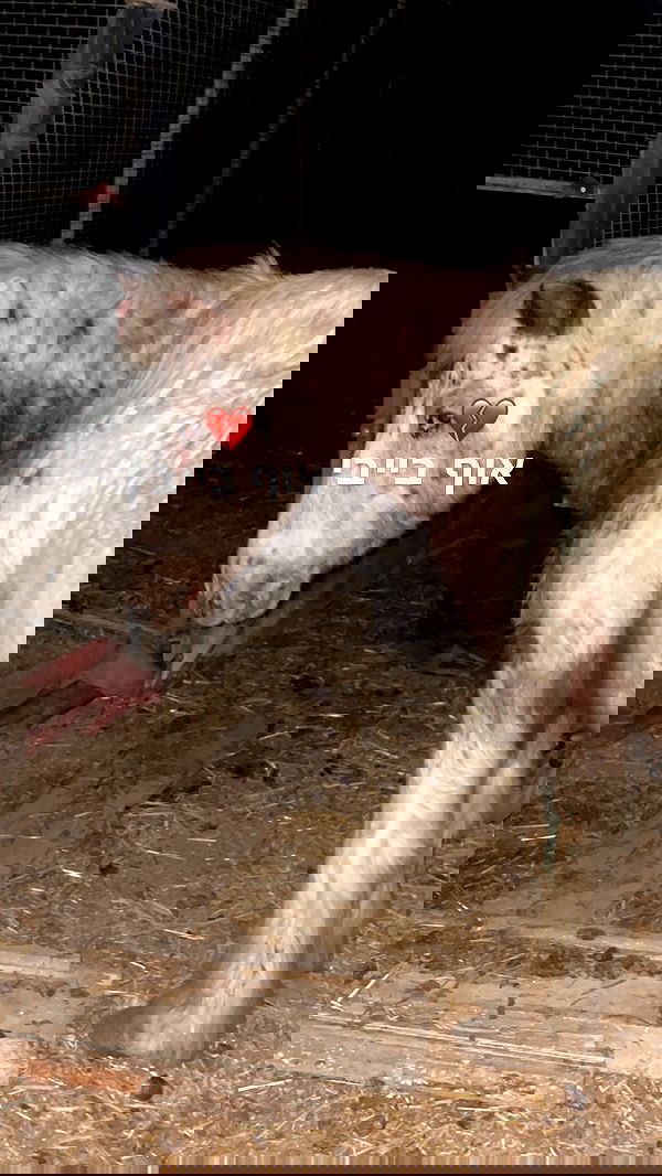 efrat_elmalich image ~ Altpins