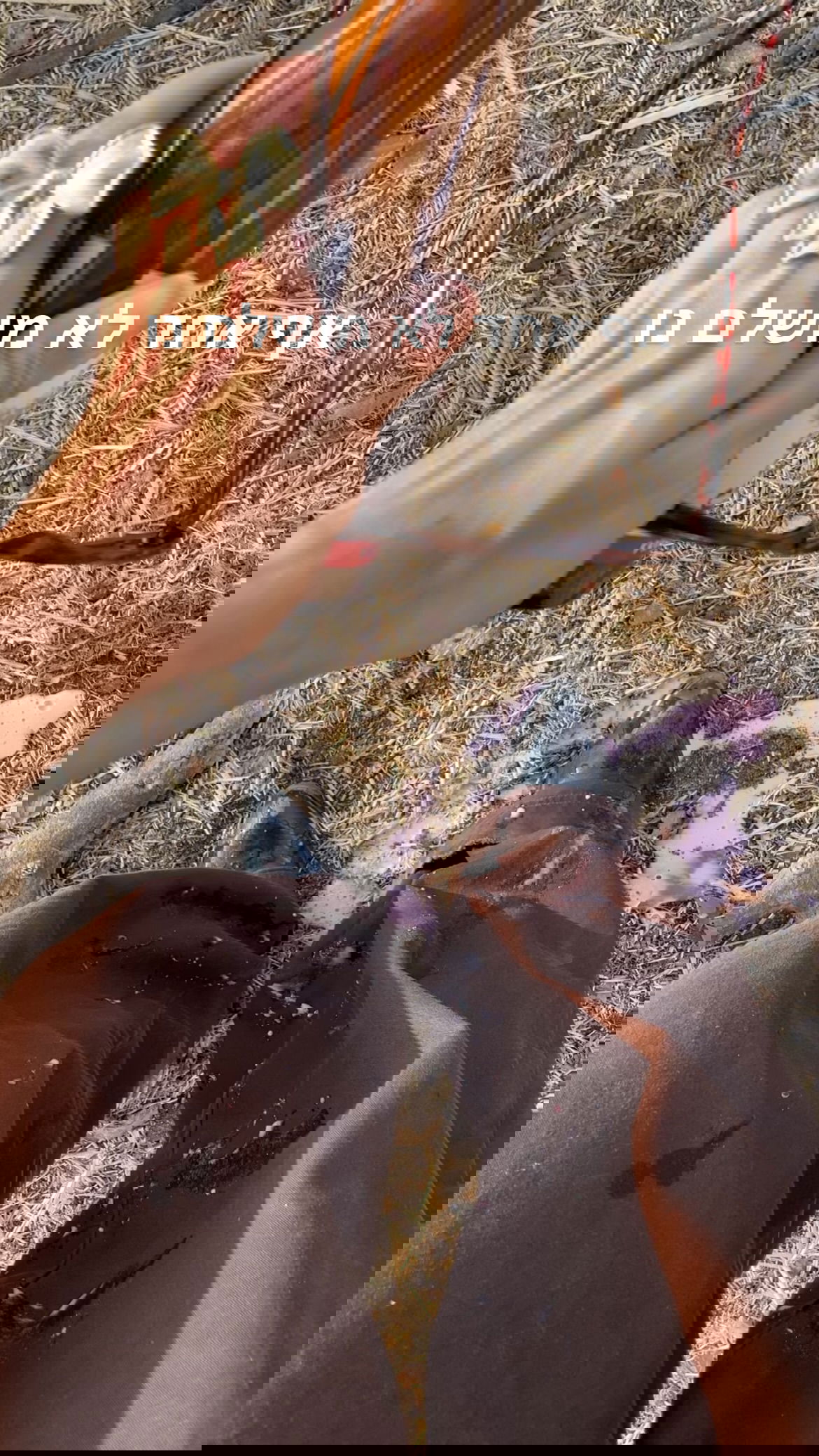 efrat_elmalich instagram image archive image