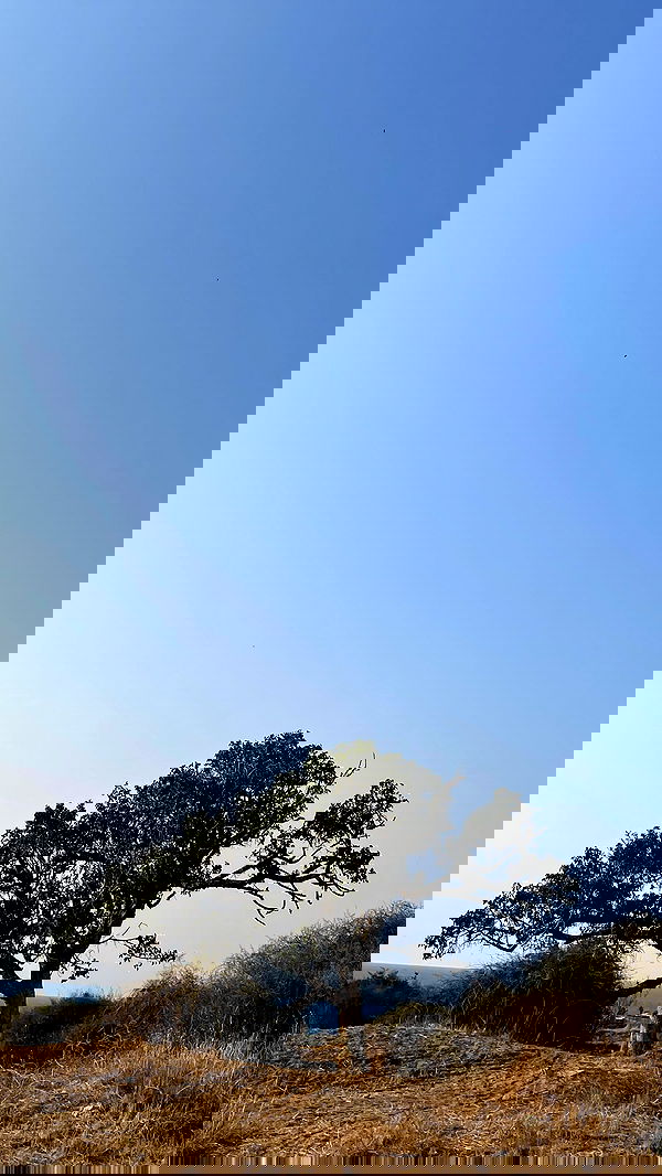 efrat_elmalich image ~ Altpins