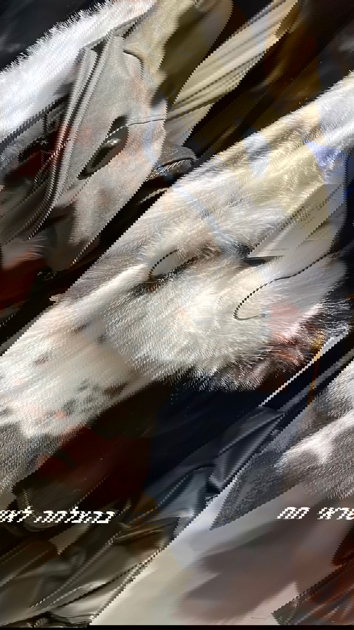 efrat_elmalich instagram image archive image