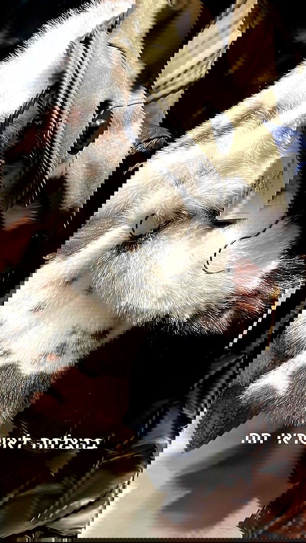 efrat_elmalich image ~ Altpins