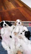 elena_stain Altpins Profile Picture