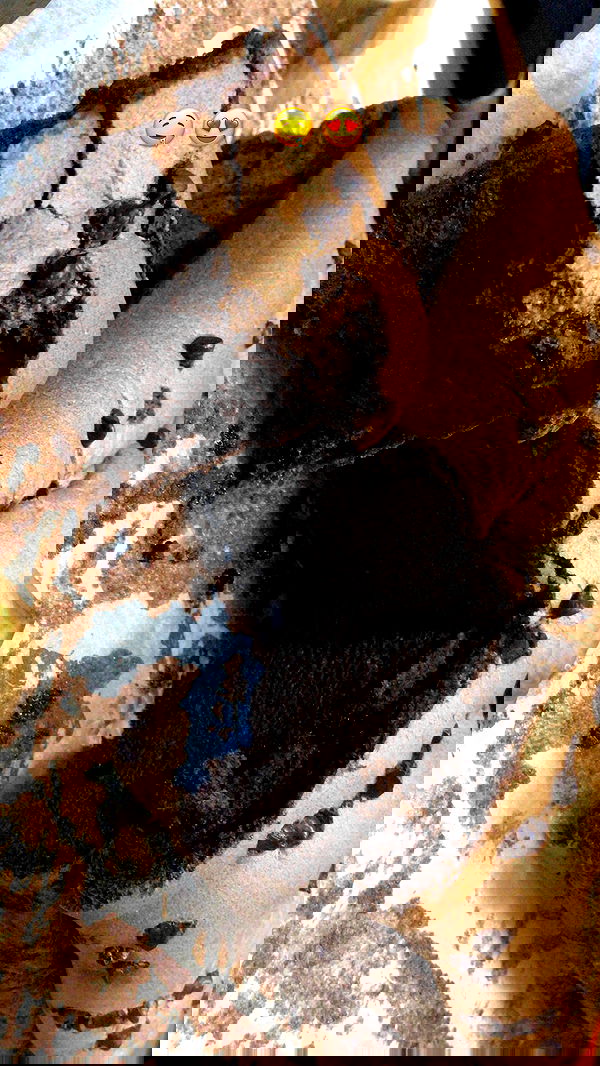 elianachetrit image ~ Altpins