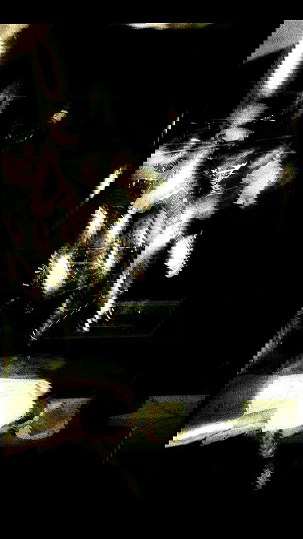 elianachetrit image ~ Altpins