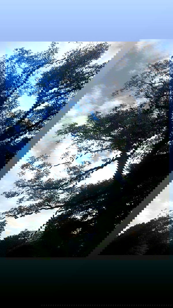 elianachetrit image ~ Altpins