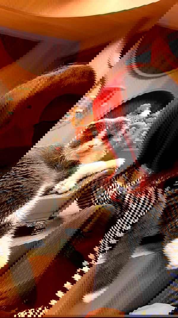 elianachetrit image ~ Altpins