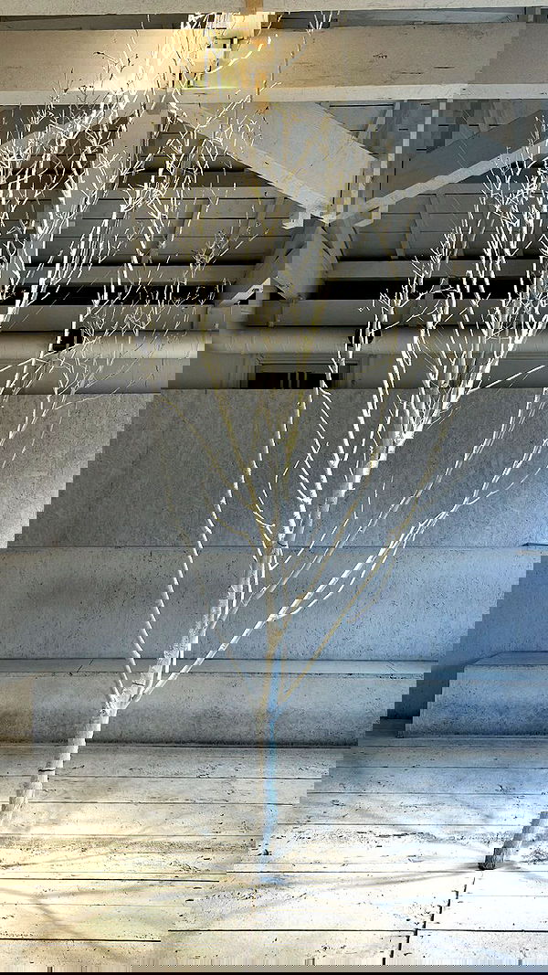 elianachetrit image ~ Altpins