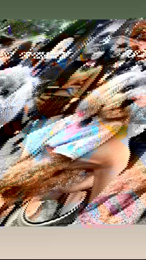 elianachetrit image ~ Altpins