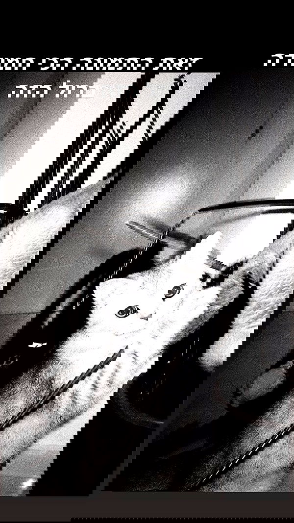 elianachetrit image ~ Altpins