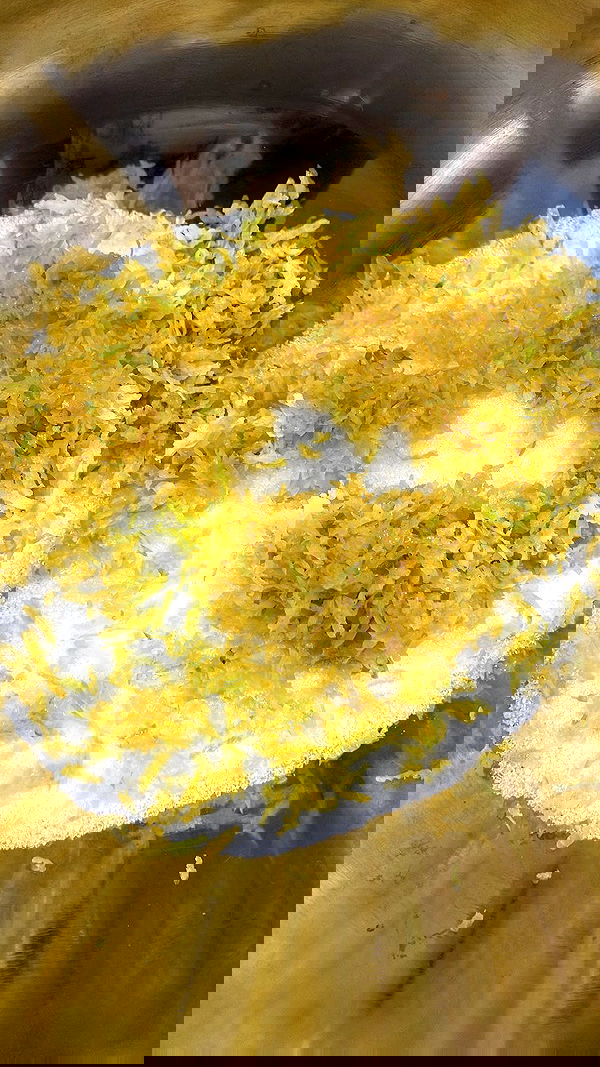 elianachetrit image ~ Altpins