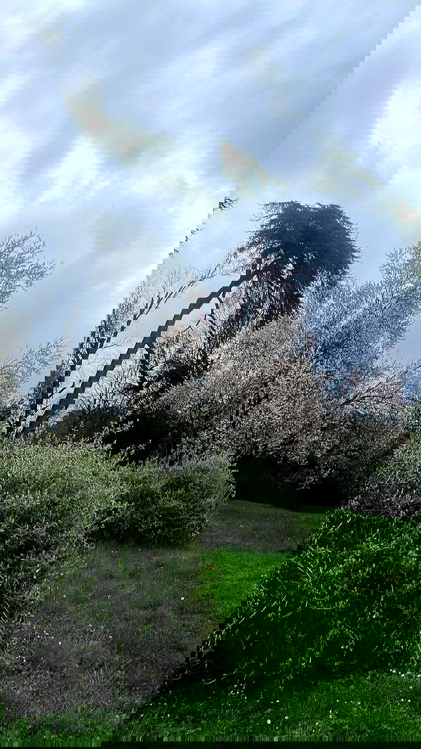 elianachetrit image ~ Altpins