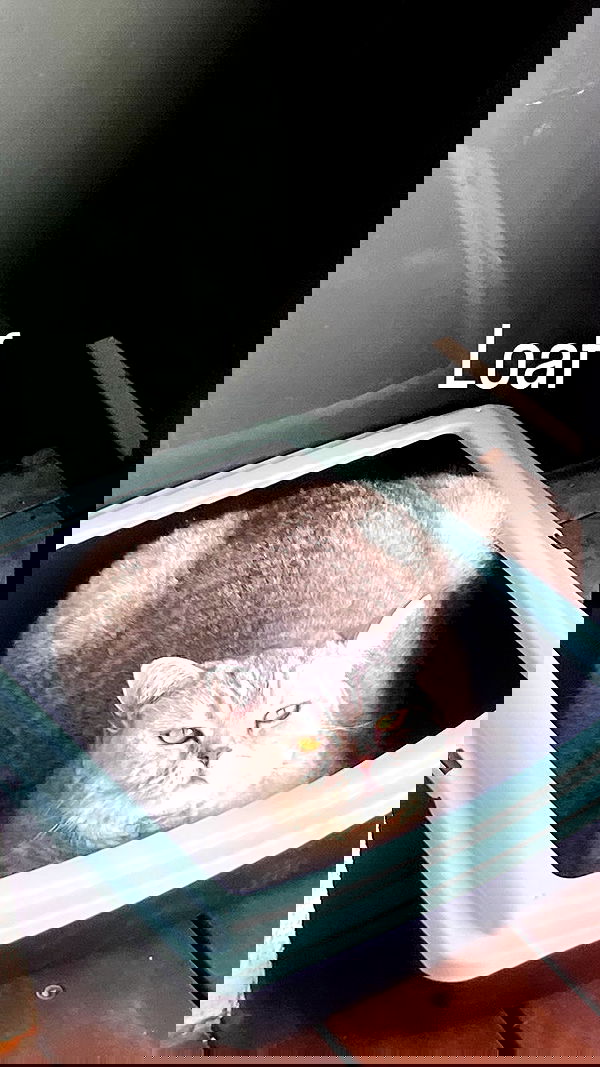 elianachetrit image ~ Altpins